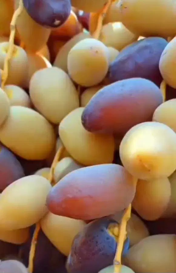 رطب کبکاب درجه یک|خوردنی و آشامیدنی|اصفهان, باغ فردوس|دیوار