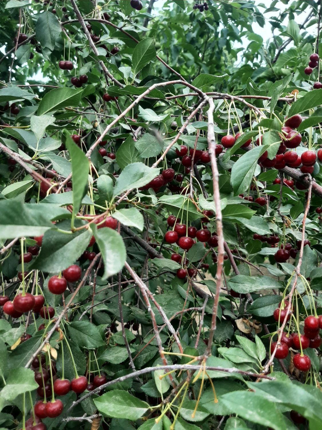 فروش ۱۰۰۰ متری|فروش دفتر صنعتی، کشاورزی، تجاری|زاینده رود, |دیوار