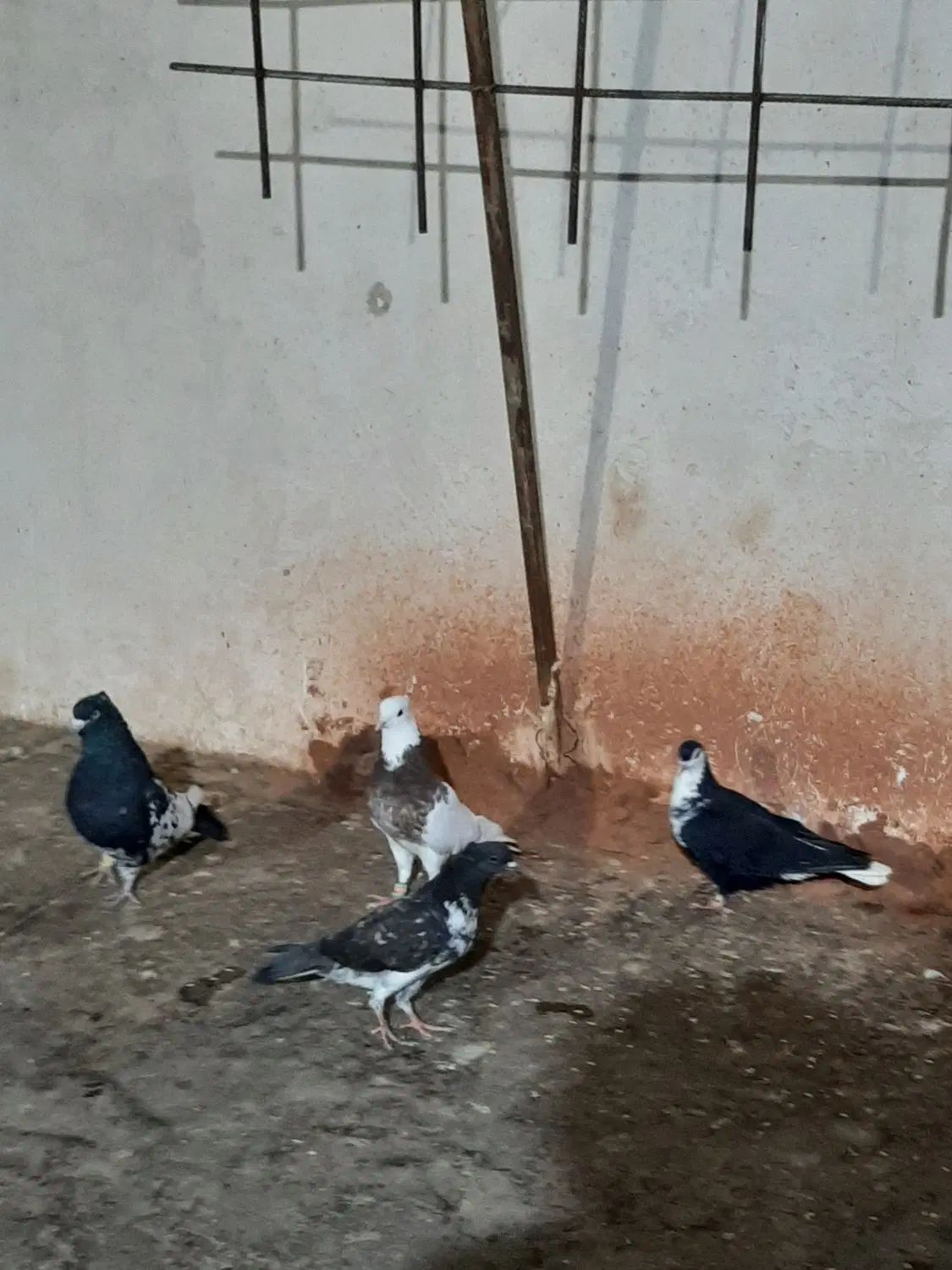 کفتر رنگه|پرنده|مشهد, طلاب|دیوار