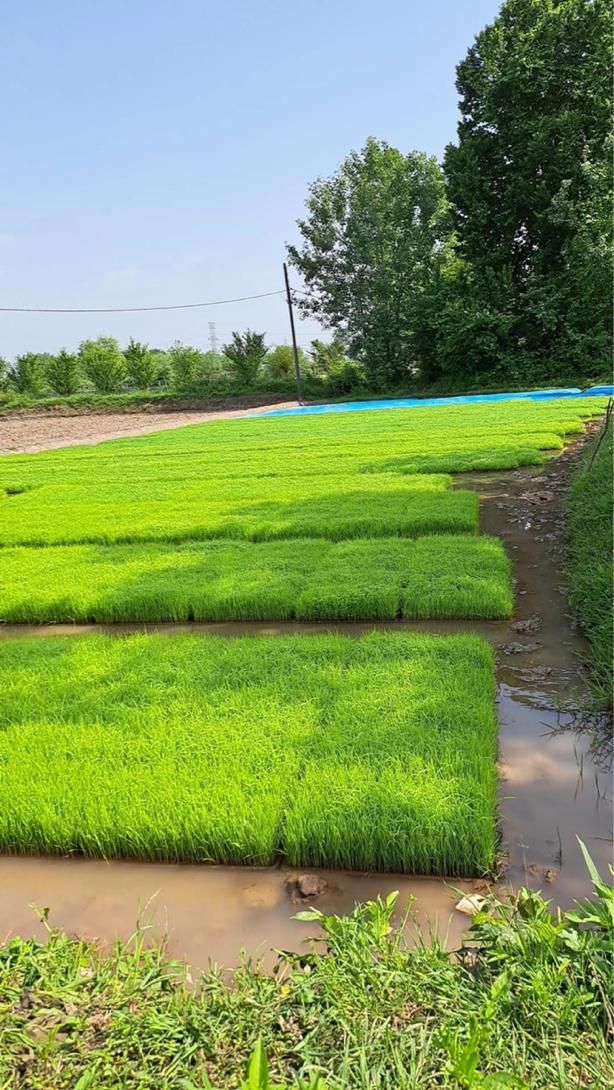 باکس نشا هاشمی|خدمات باغبانی و درختکاری|رشت, حومه رشت|دیوار