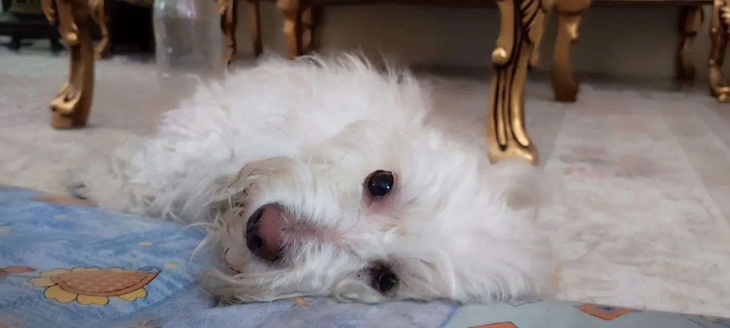 سگ گمشده نر.اسلامشهردرتاریخ1404/5/16.|حیوانات|اسلامشهر, شهرک قائمیه|دیوار