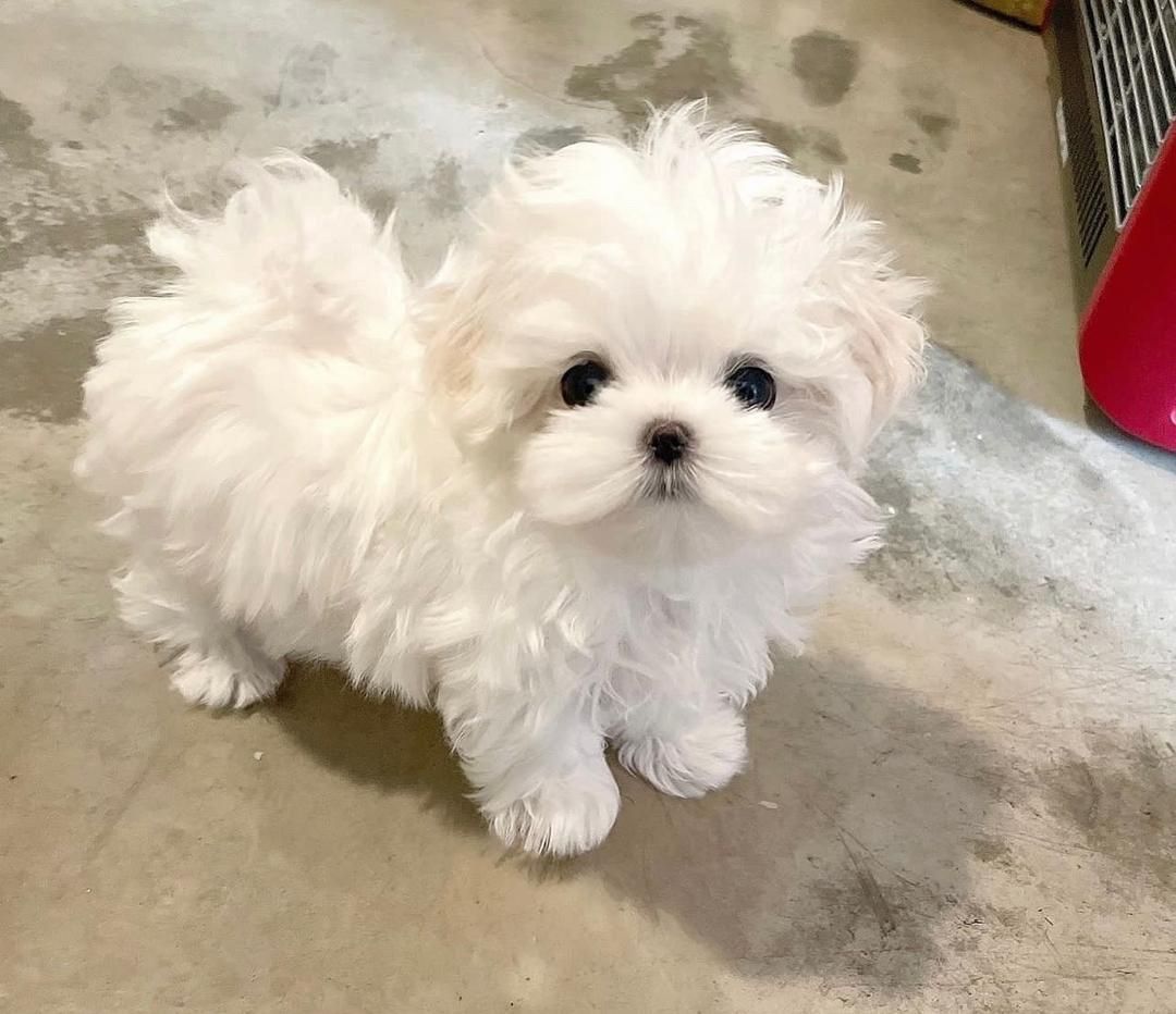 پودل مالتیز عروسکی مینی maltiz|سگ|تهران, امیر بهادر|دیوار