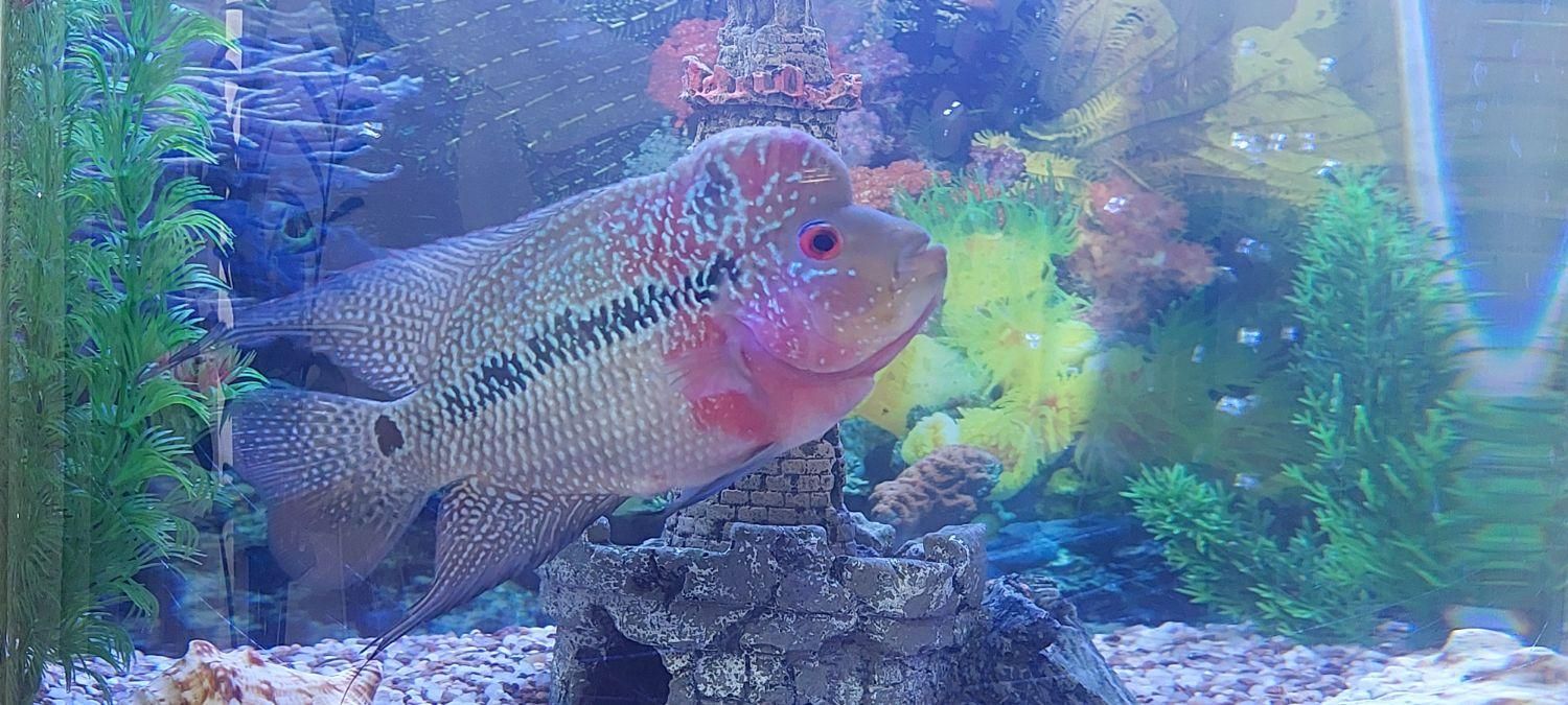 اکواریوم نیم دایره با ارتفاع و قطر  ۶۰×۵۰|ماهی|پاکدشت, پارچین|دیوار