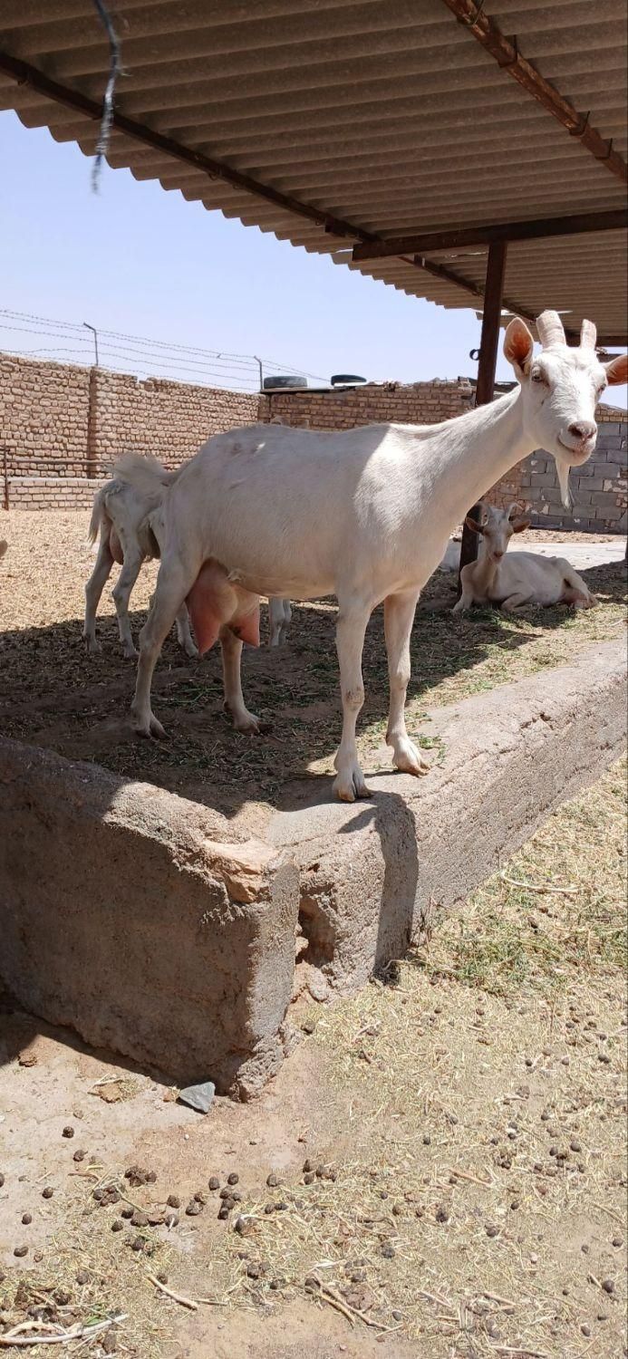 بز سانن|حیوانات مزرعه|تربت جام, میان جام|دیوار