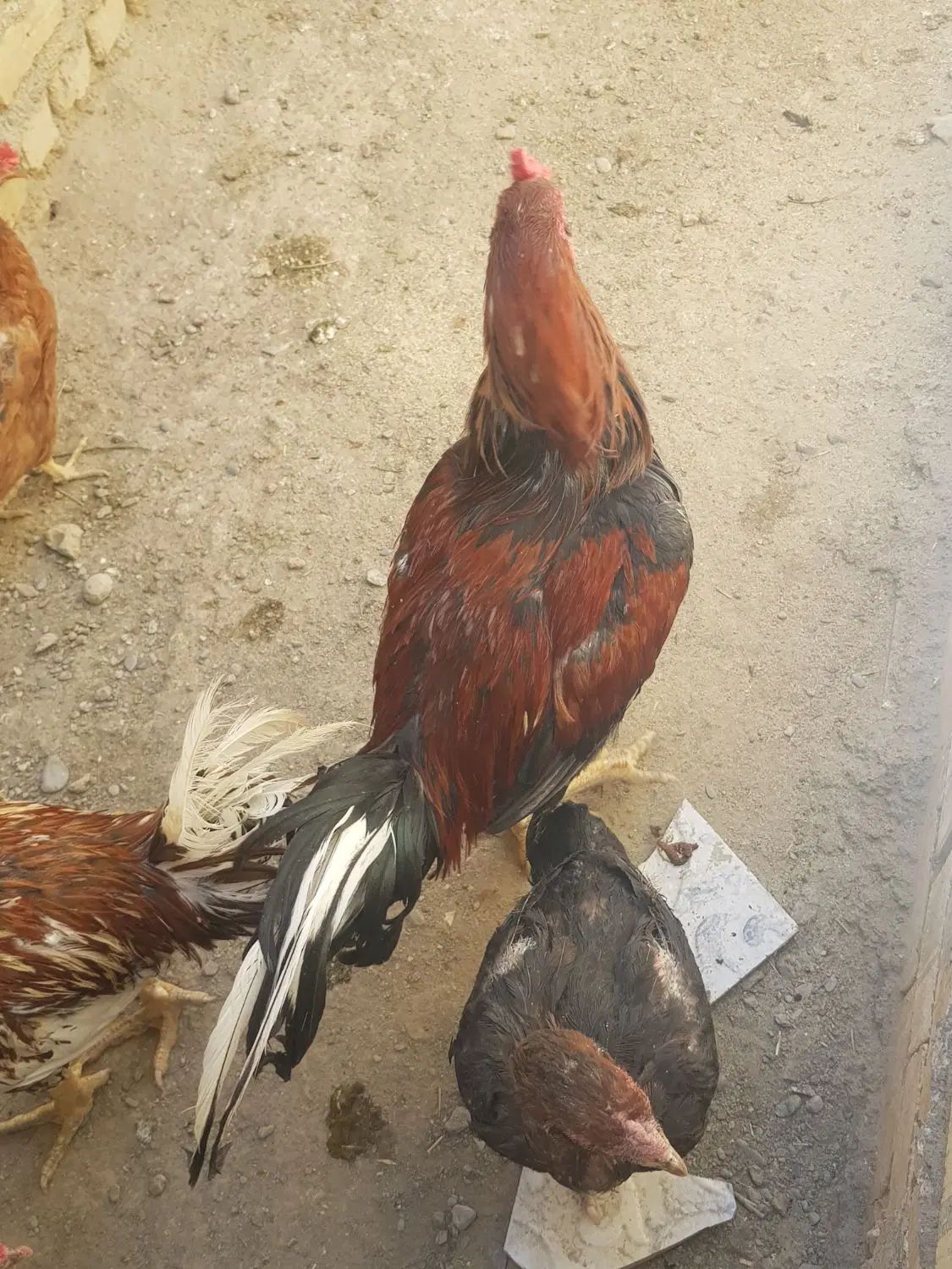 خروس لاری بدن دار|حیوانات مزرعه|مشهد, چهاربرج|دیوار