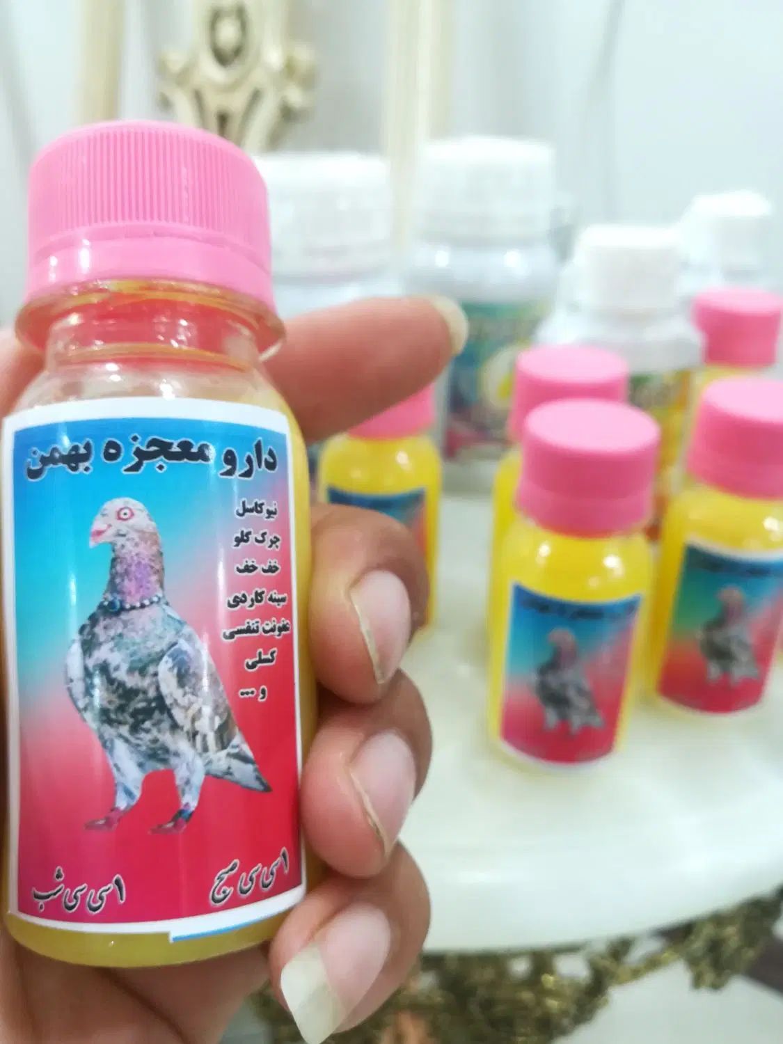 کبوتر رنگی و مسافتی|پرنده|مشهد, کوی المهدی|دیوار