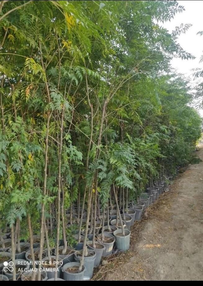 درخت زیتون تلخ درخت سایه نهالستان ذبیحی|عمده‌فروشی|شیراز, وزیرآباد|دیوار