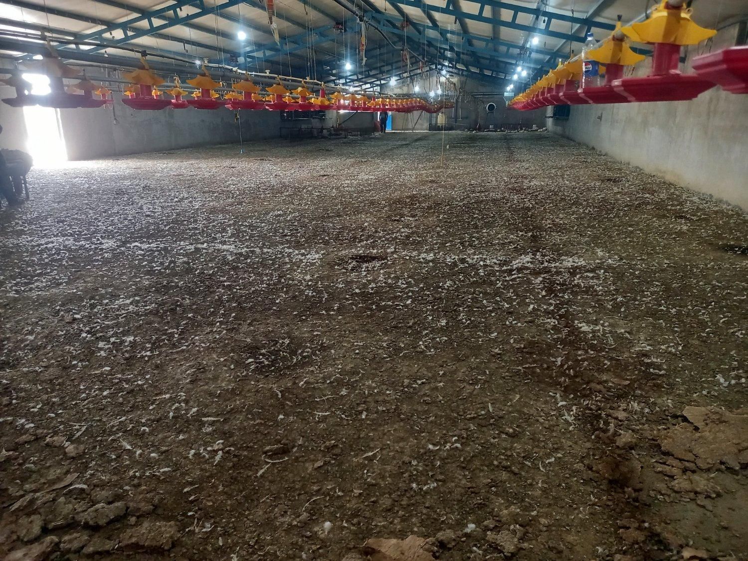 کود مرغی کود حیوانی|خدمات باغبانی و درختکاری|بهبهان, |دیوار