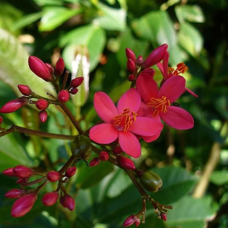 نهال نارگیل و گل های گرمسیری|گل و گیاه طبیعی|بندرعباس, |دیوار