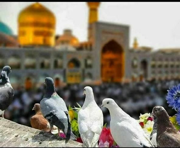 مشهد قطار تک و تور|تور و چارتر|زنجان, |دیوار