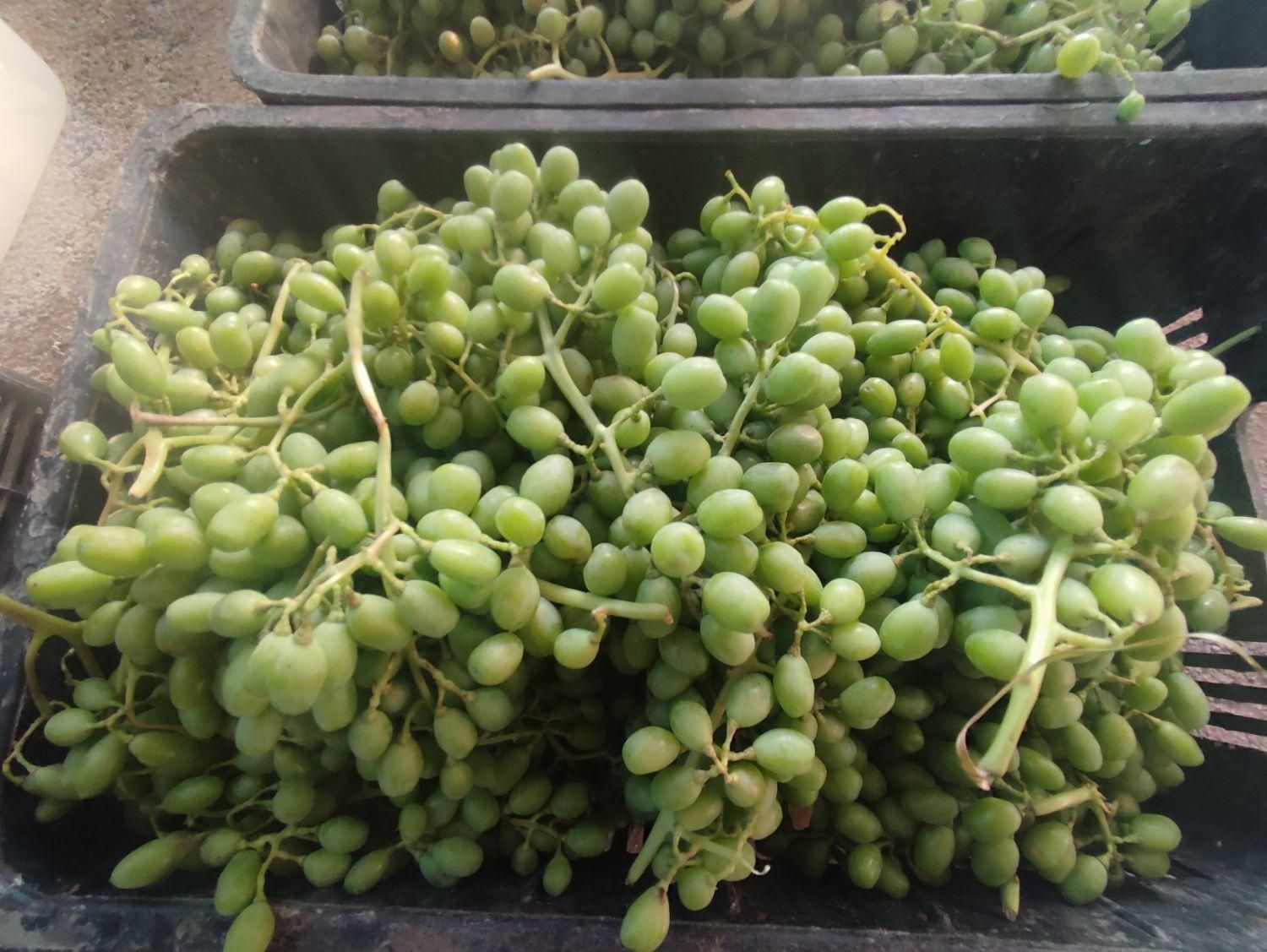 آبغوره و غوره تازه 100در 100طبیعی|خوردنی و آشامیدنی|مرودشت, علی‌آباد‎|دیوار