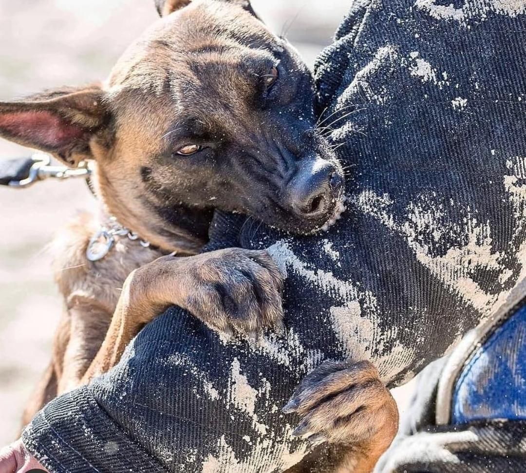 مربی سگ خانم و آقا ، تربیت و آموزش و پانسیون|خدمات آموزشی|قم, زنبیل آباد|دیوار