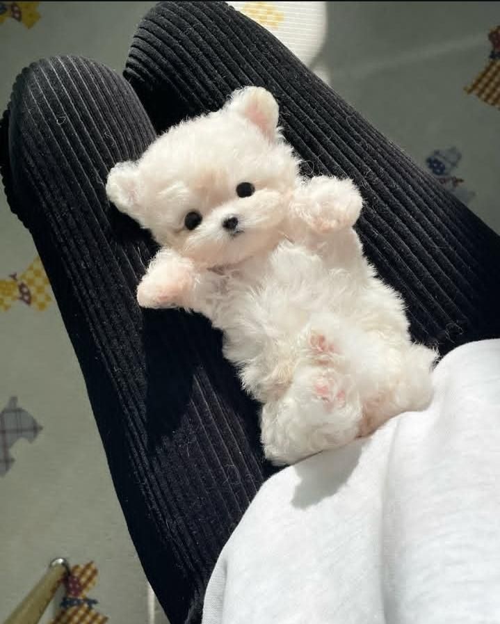 توله سگ جیبی عروسکی مالتیز شیتزو پودل|سگ|تهران, جنت‌آباد جنوبی|دیوار