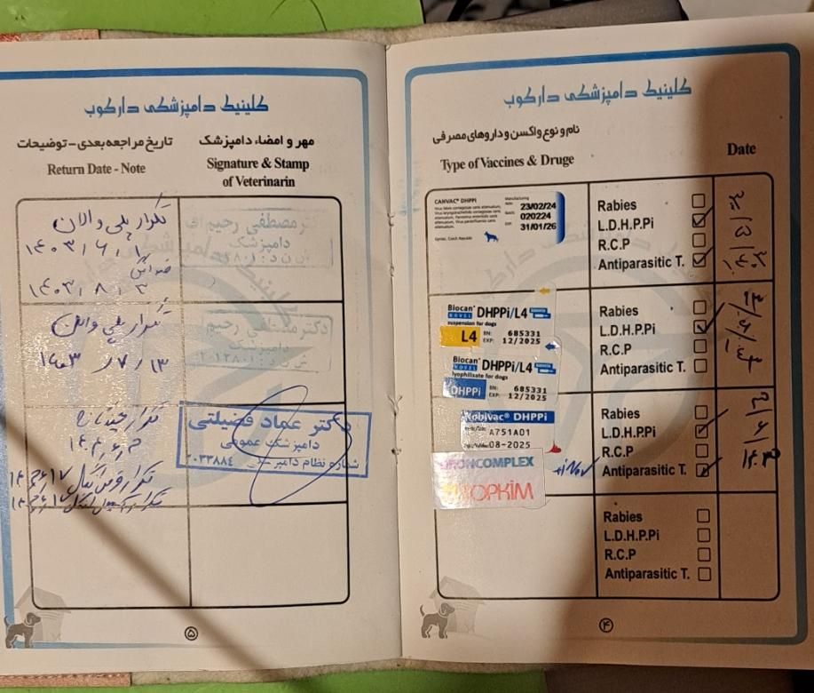 ژرمن بلک با شناسنامه و ارزان و قابل معاوضه|سگ|رشت, سلیمانداراب|دیوار
