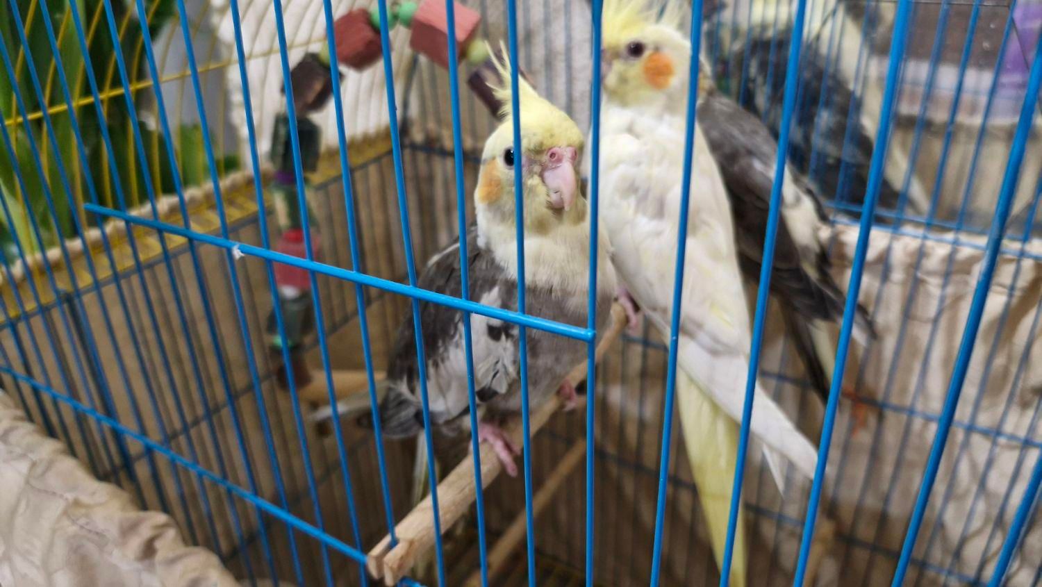 عروس هلندی|پرنده|امیدیه, |دیوار