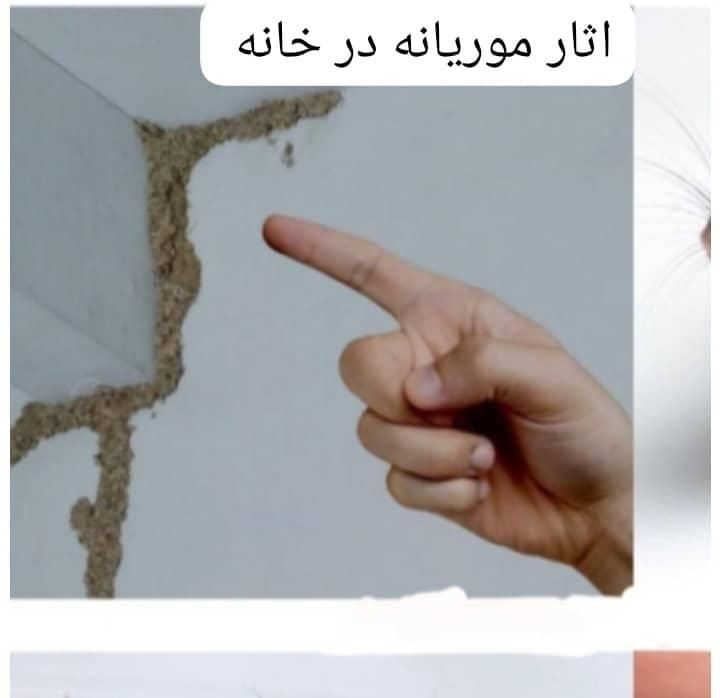 کیپ سمپاشی+موریانه سوسک ساس موش+سم پاشی حشرات|خدمات نظافت|اهواز, گلستان|دیوار