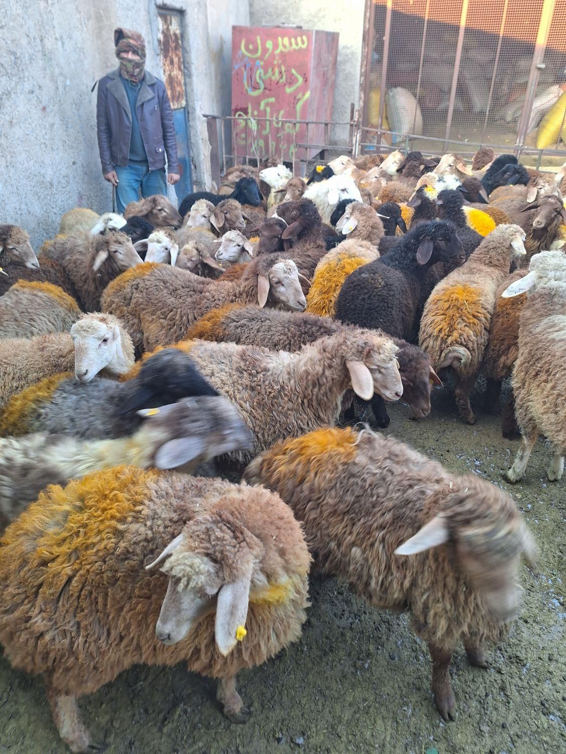 گوسفند زنده دشت مغان دام پارس آباد و اردبیل|حیوانات مزرعه|کرج, اصفهانی‌ها|دیوار