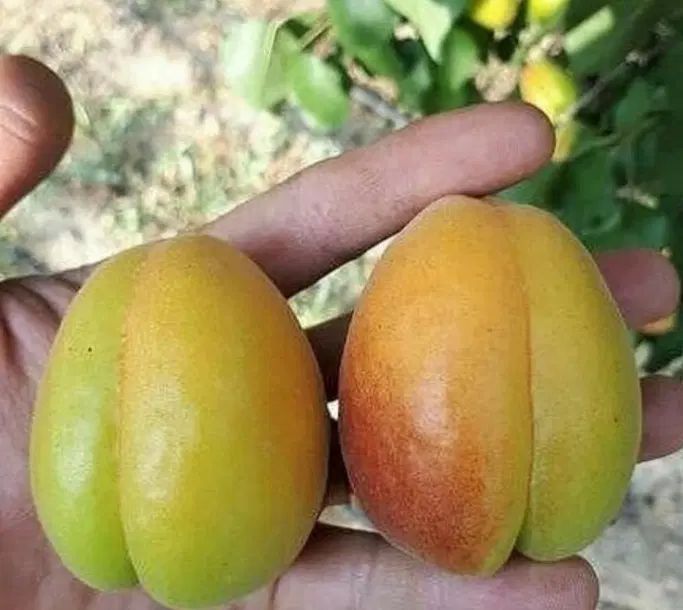 خرید بدون واسطه و مطمعن انواع ارقام نهال با کیفیت|خدمات باغبانی و درختکاری|شیراز, دارالرحمه|دیوار