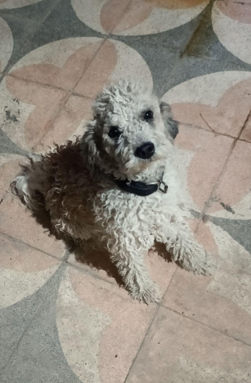 سگ تریر|سگ|بندر ماهشهر, |دیوار