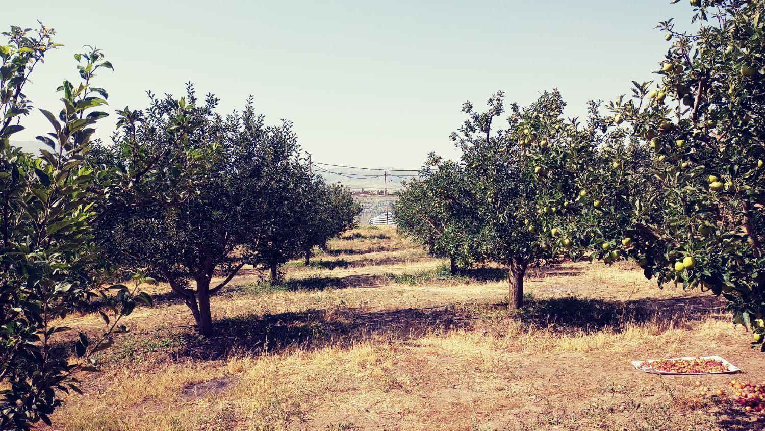 باغ 500 متری در یاغبستلو اهر|فروش دفتر صنعتی، کشاورزی، تجاری|اهر, |دیوار