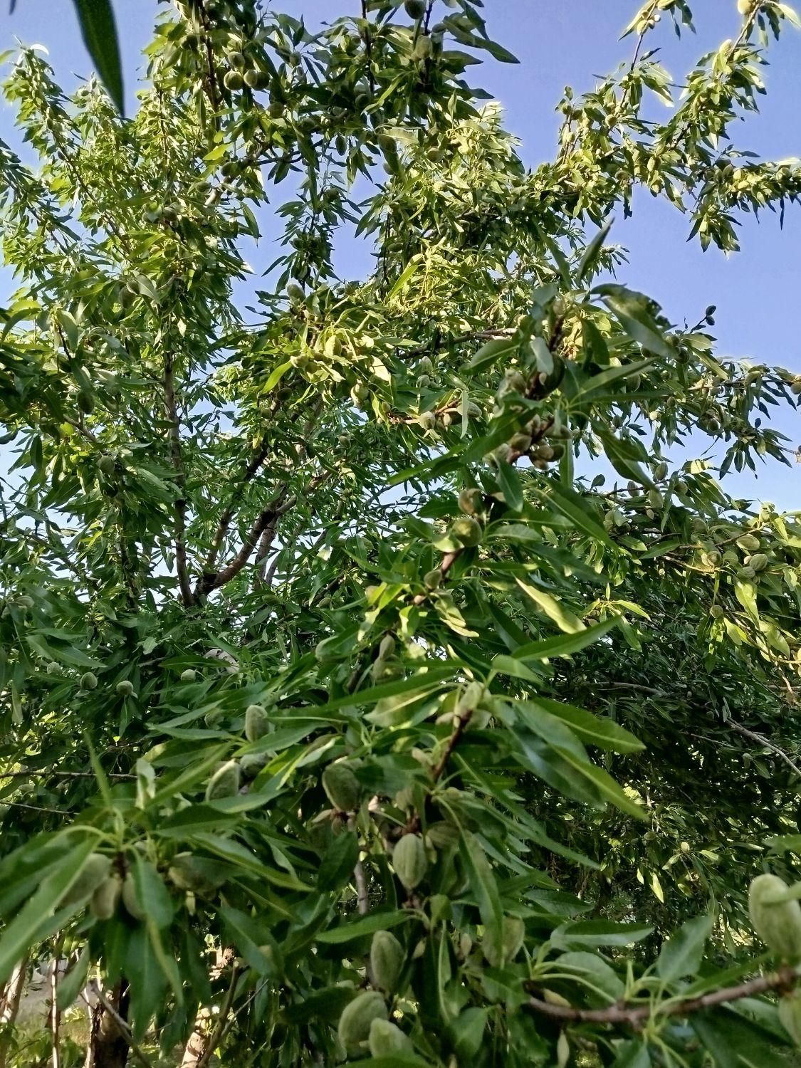 فروش باغ۵۳۰ متری درمحدودپل زمانخان شوراب|فروش زمین و ملک کلنگی|شاهین‌شهر, فردوسی|دیوار