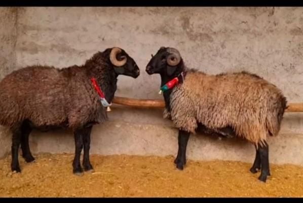 گوسفندزنده شبانه روزی سراسرتهران|حیوانات مزرعه|تهران, پیروزی|دیوار