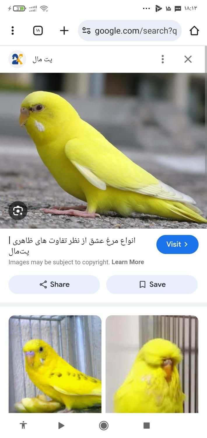 مرغ عشق زرد ماده گمشده عکس الکی هست|حیوانات|بیرجند, |دیوار