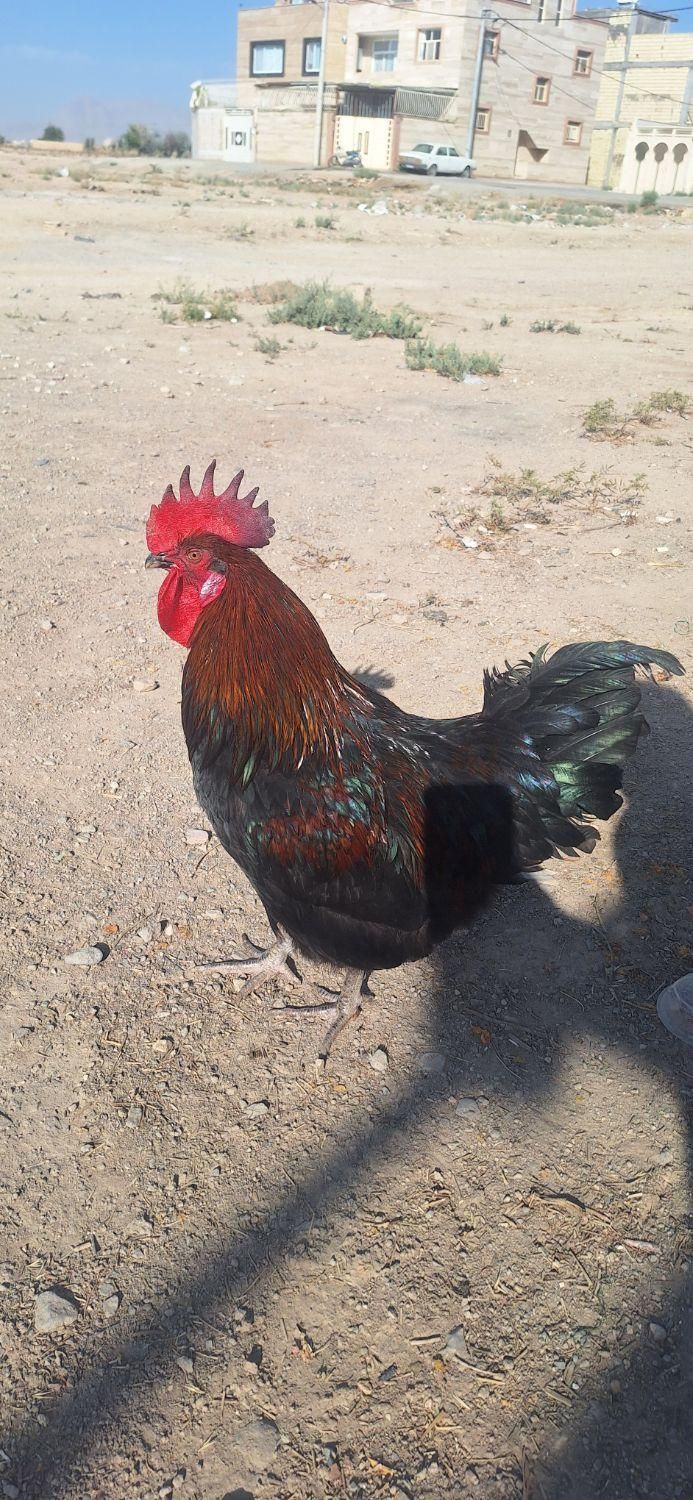 تخم مرغ بلک استار نطفه دار|حیوانات مزرعه|برخوار, |دیوار