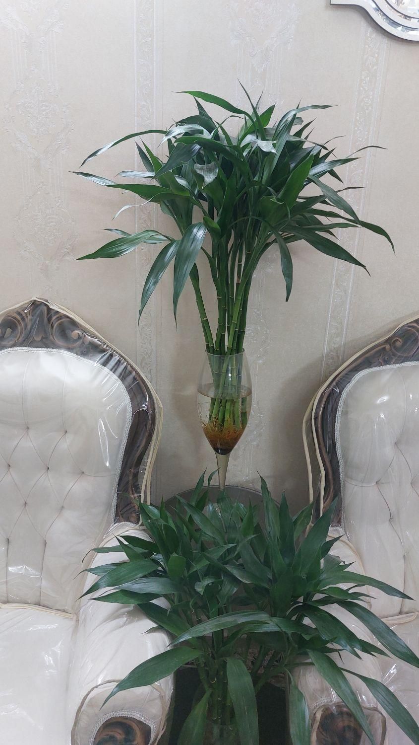 شیشه بامبوقطره بامبوبامبو بدون پیچ و پیچدار|گل و گیاه طبیعی|مشهد, شهید مطهری|دیوار