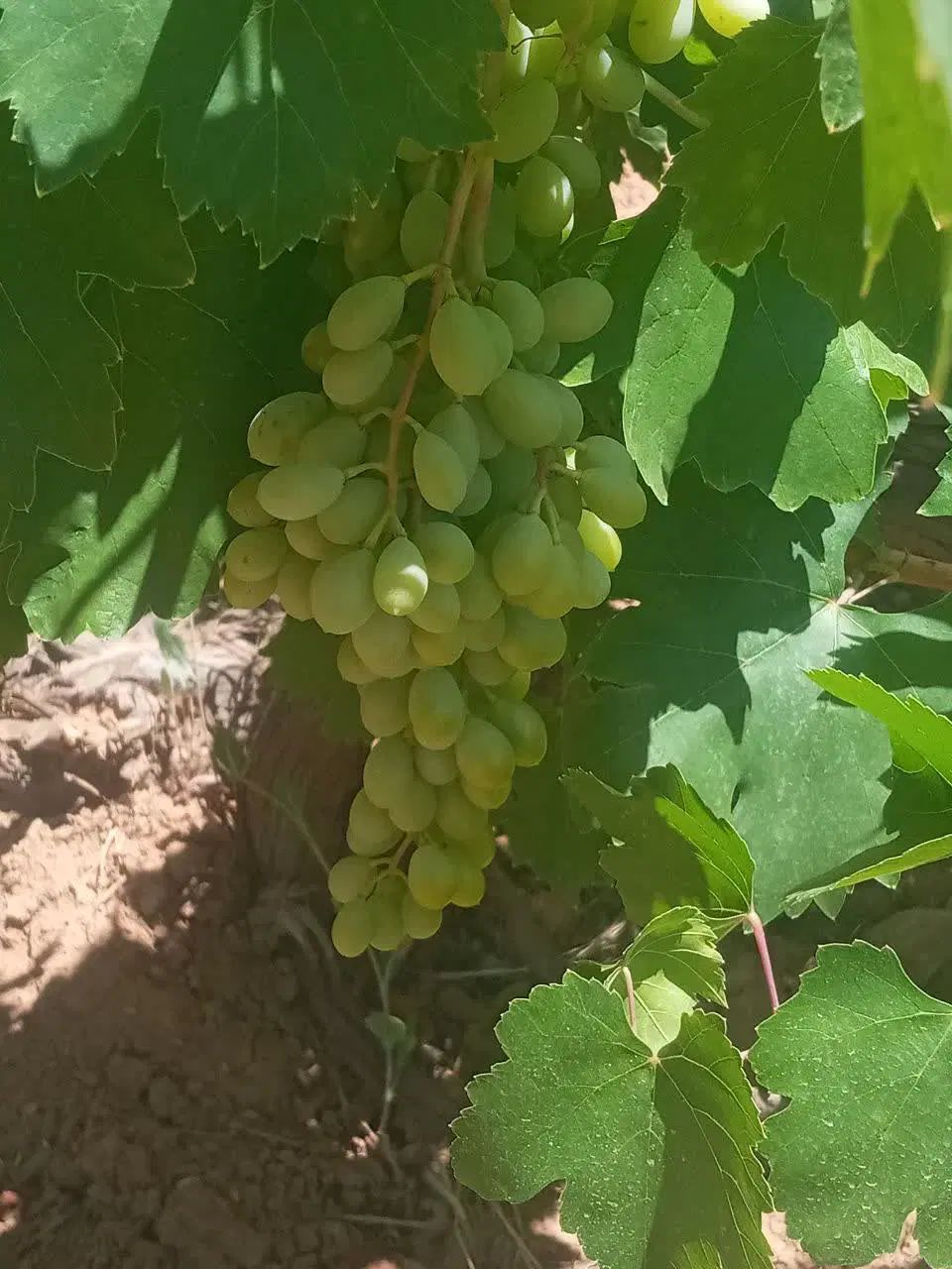 ۱۰۰۰منرزمین سنددار۴۸۰ت سپیدان( هماشهر)|فروش زمین و ملک کلنگی|شیراز, گلستان|دیوار