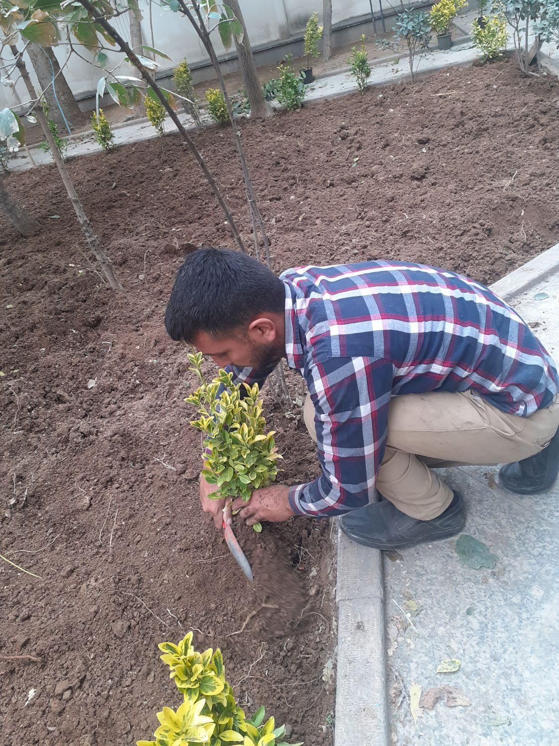 باغبانی سمپاشی گل کاری هرس تعویض گلدان با ضمانت|خدمات باغبانی و درختکاری|تهران, تجریش|دیوار
