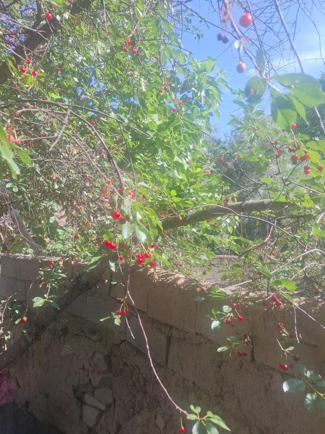 اسکان|اسکان اضطراری|زنجان, |دیوار