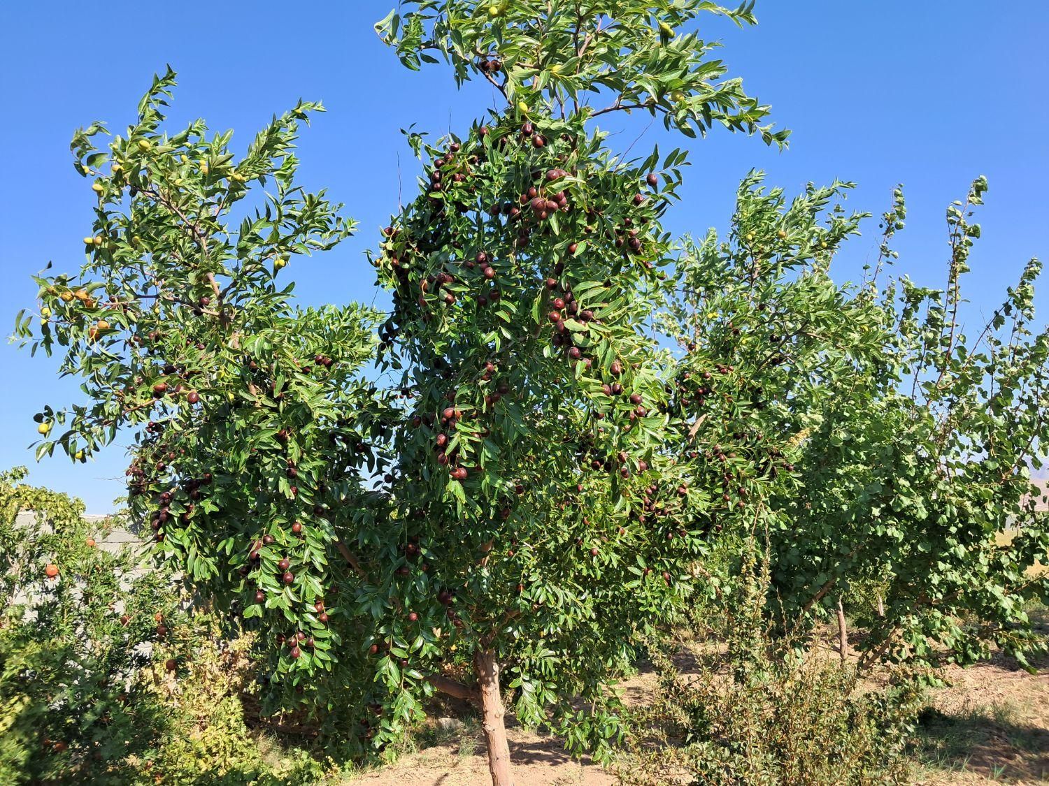 تصویر 5