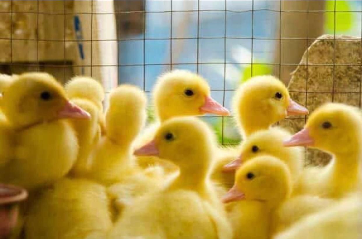 انواع جوجه گوشتی+تضمین خرید|حیوانات مزرعه|قم, بلوار امین و ساحلی|دیوار