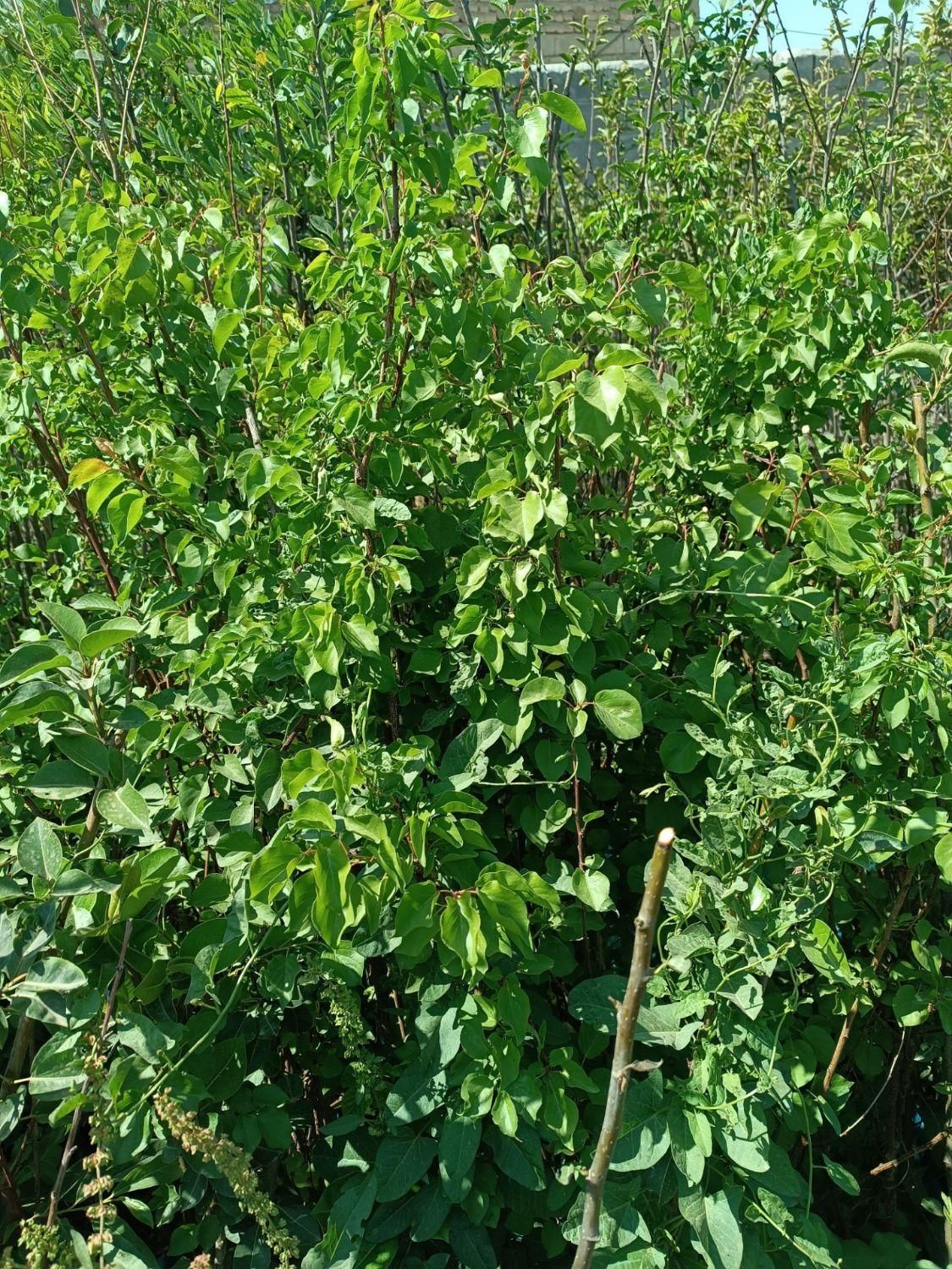 نهال ۴ساله میوه گردو وخانواده بری|خدمات باغبانی و درختکاری|تویسرکان, |دیوار