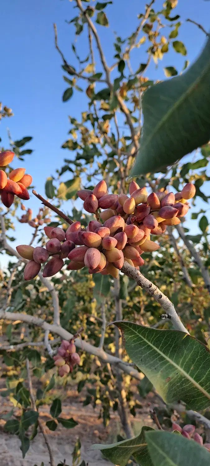 پسته|خوردنی و آشامیدنی|تهران, بوستان ولایت|دیوار