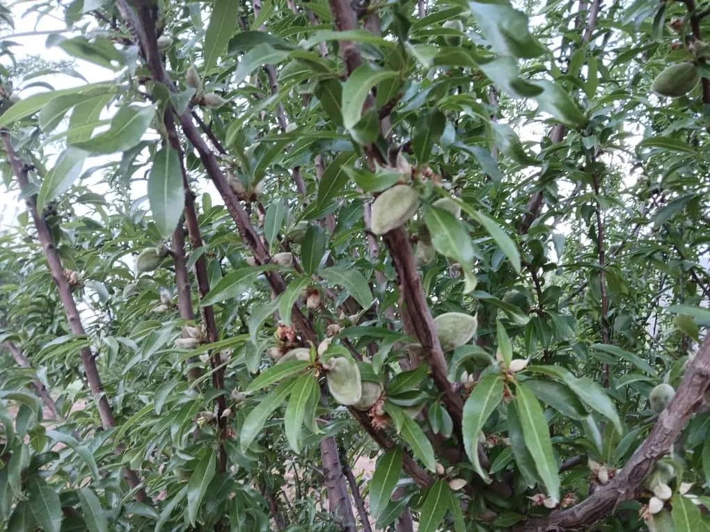 باغ بادام پوست کاغذی دولت آباد صحنه آبیاری قطره ای|فروش دفتر صنعتی، کشاورزی، تجاری|صحنه, |دیوار