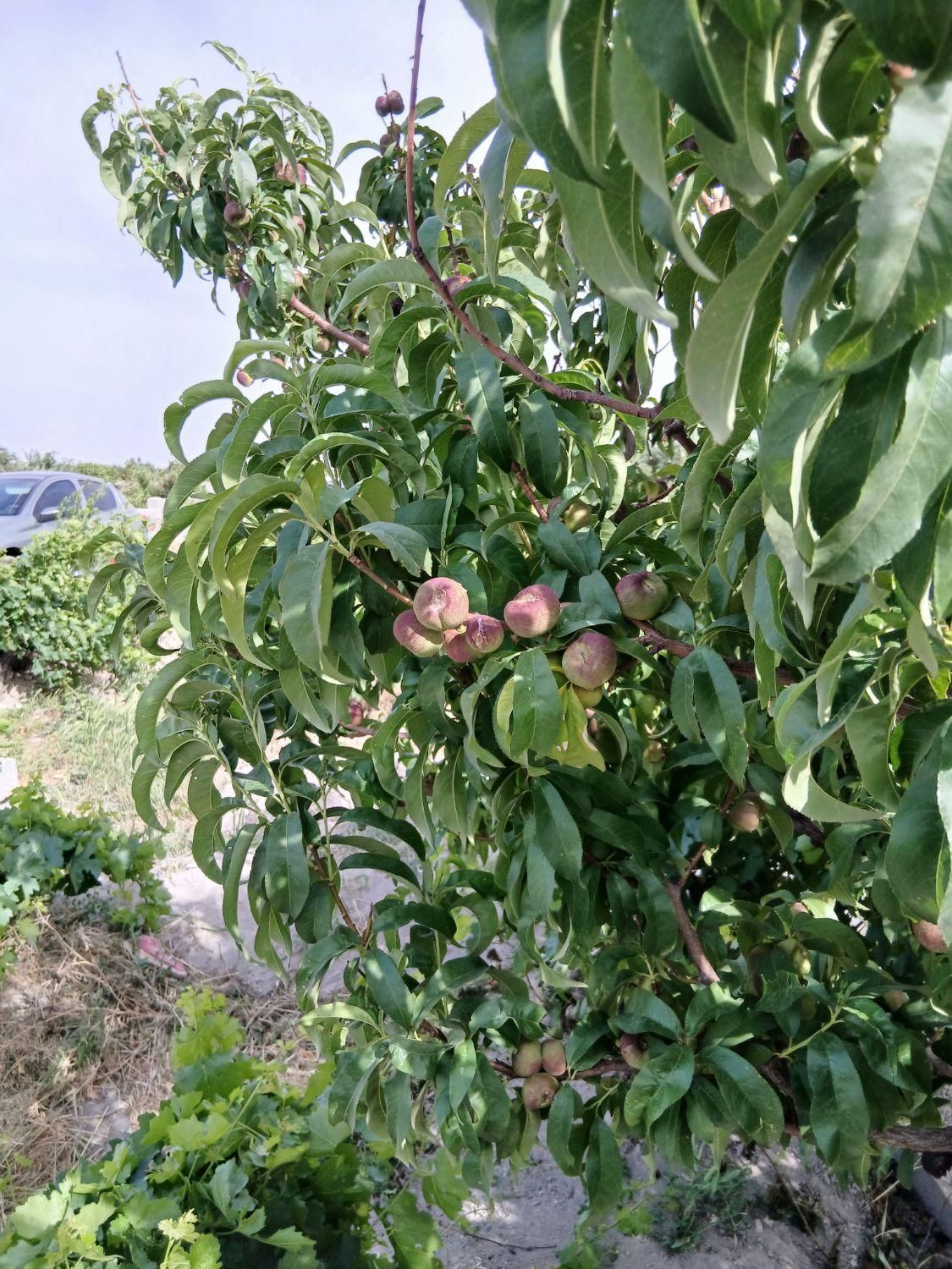 باغ وباغچه/۱۸۹متری/سندتک برگ/باغ قدیمی|فروش زمین و ملک کلنگی|تهران, یافت‌آباد|دیوار