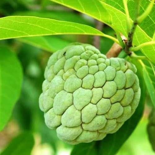 فروش نهال های استوایی وارداتی نایاب و لاکچری|گل و گیاه طبیعی|کیش, |دیوار