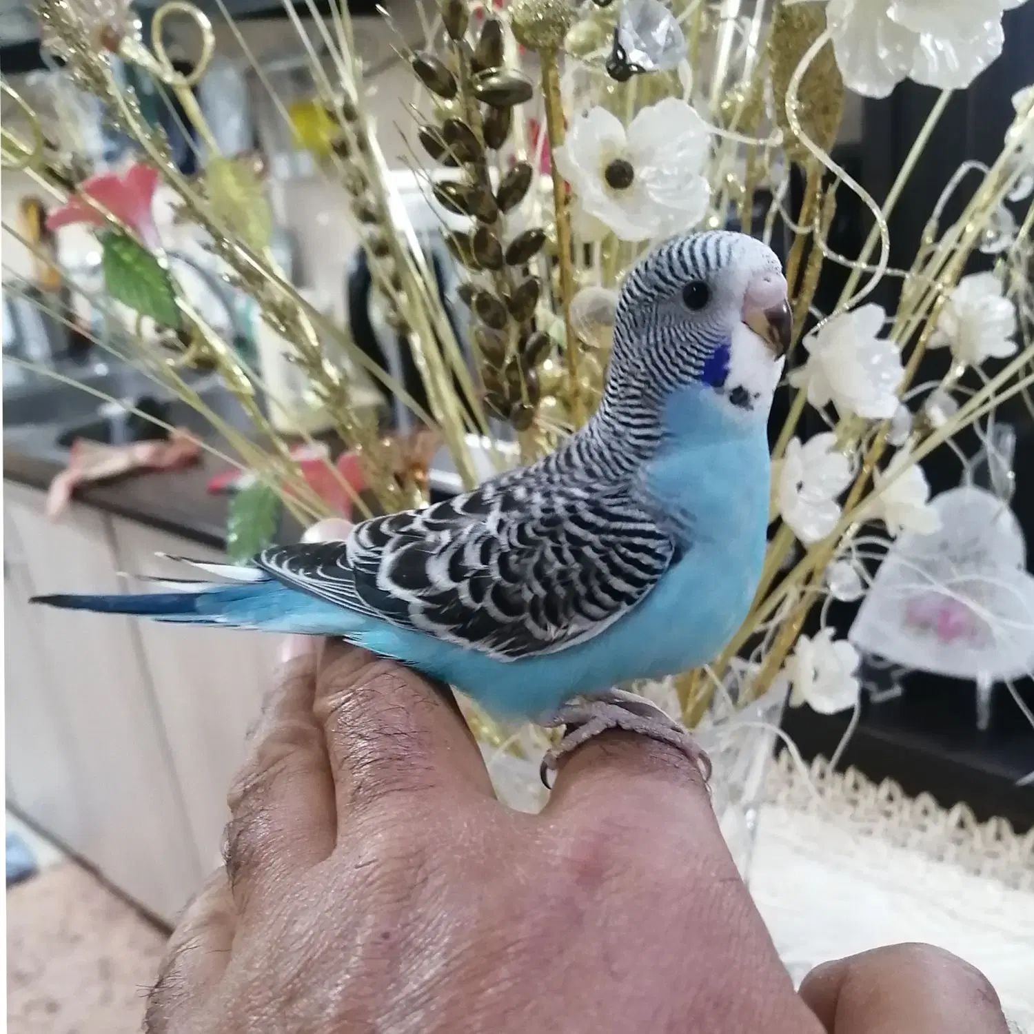 ۴مرغ عشق جوانه دستی فنج مینا کفتر عروس|پرنده|مشهد, کوی سیدی|دیوار