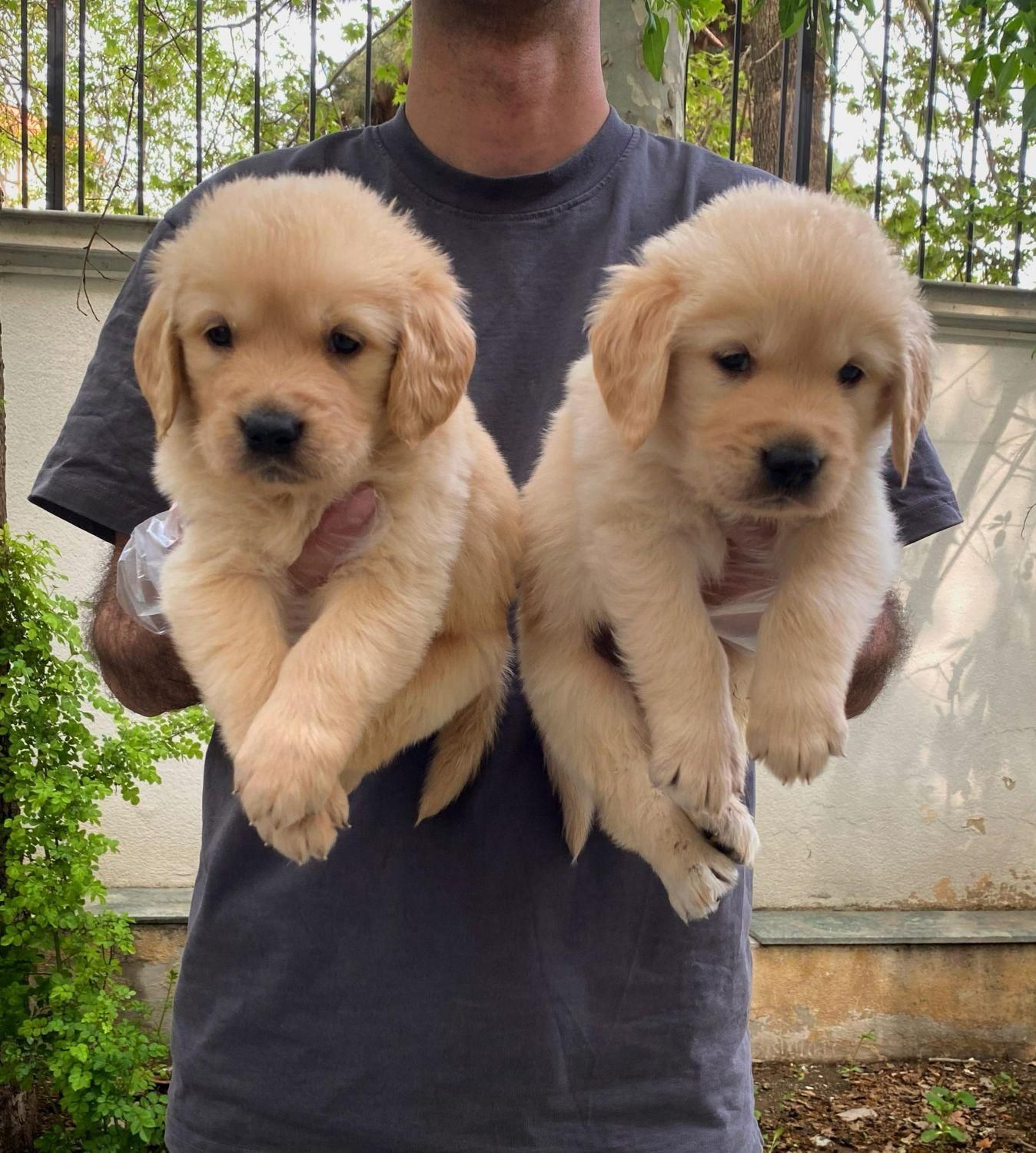 توله‌های گلدن رتریور|سگ|تهران, درکه|دیوار