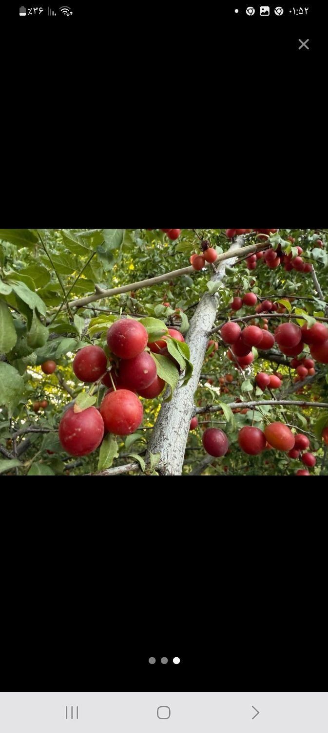 محصولات خشکبار درجه یک خوانسار|خوردنی و آشامیدنی|تهران, دولاب|دیوار