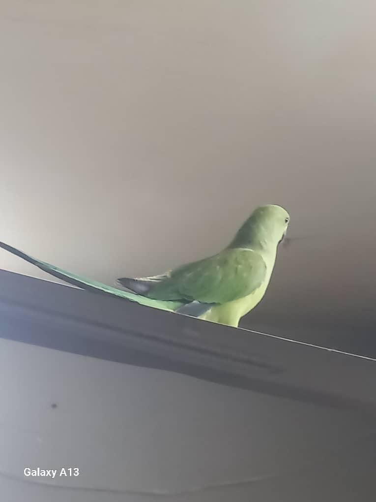 طوطیملنگو وتعدادی قفس|پرنده|کارون, |دیوار