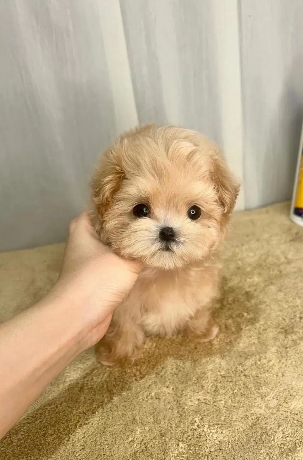 Poodle پودل قهوه‌ای|سگ|تهران, منیریه|دیوار