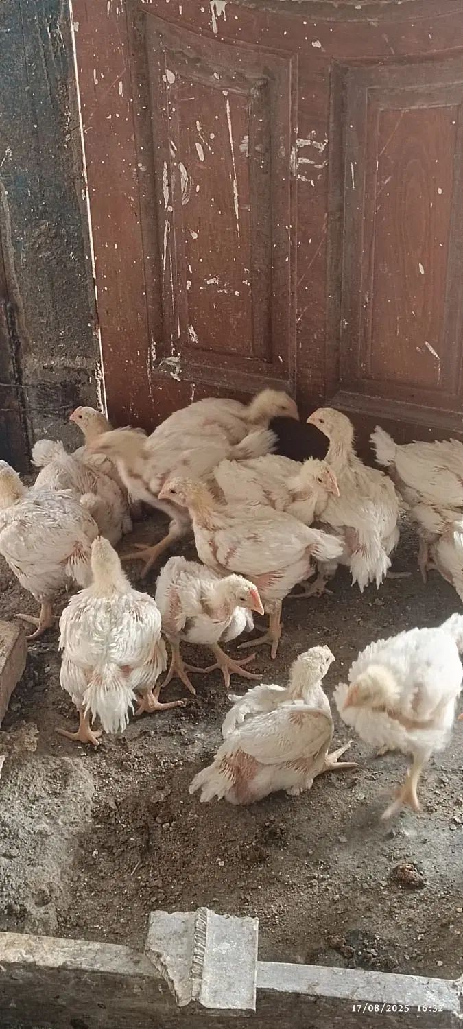 جوجه گوشتی سالم ۳۰ روزه|حیوانات مزرعه|مشهد, شهرک مهرگان|دیوار