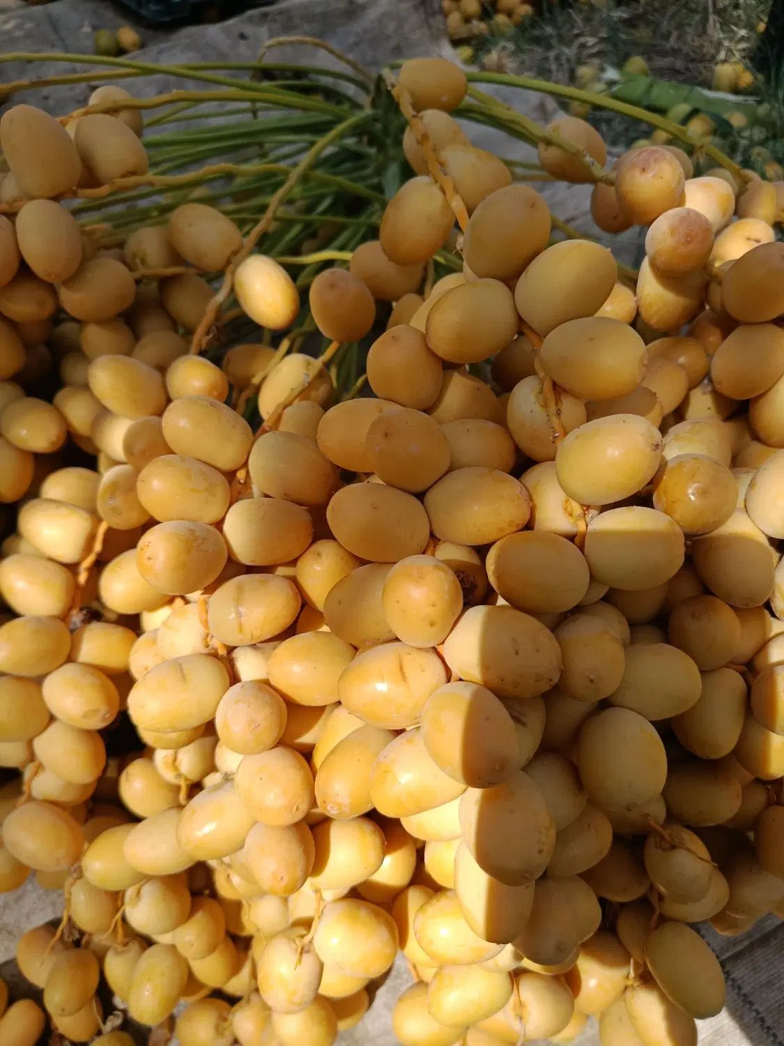 خارک رطب خرما برحی|خوردنی و آشامیدنی|تهران, آرژانتین|دیوار