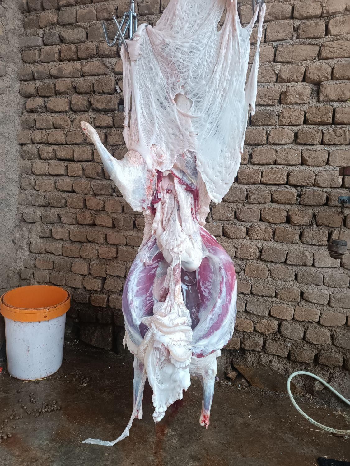 انواع گوسفند کشتاری|حیوانات مزرعه|خرم‌آباد, |دیوار