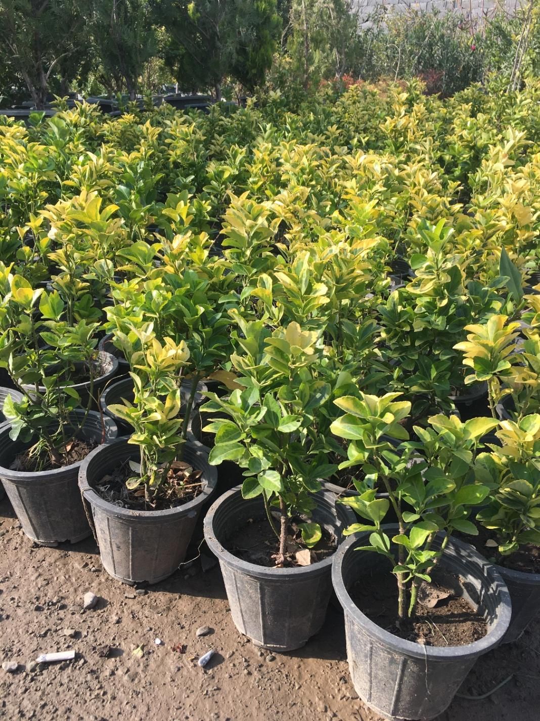 شمشاد طلایی گلدانی سطل ۳/۵ پر فقط ۲۵|خدمات باغبانی و درختکاری|شهریار, شهریار|دیوار