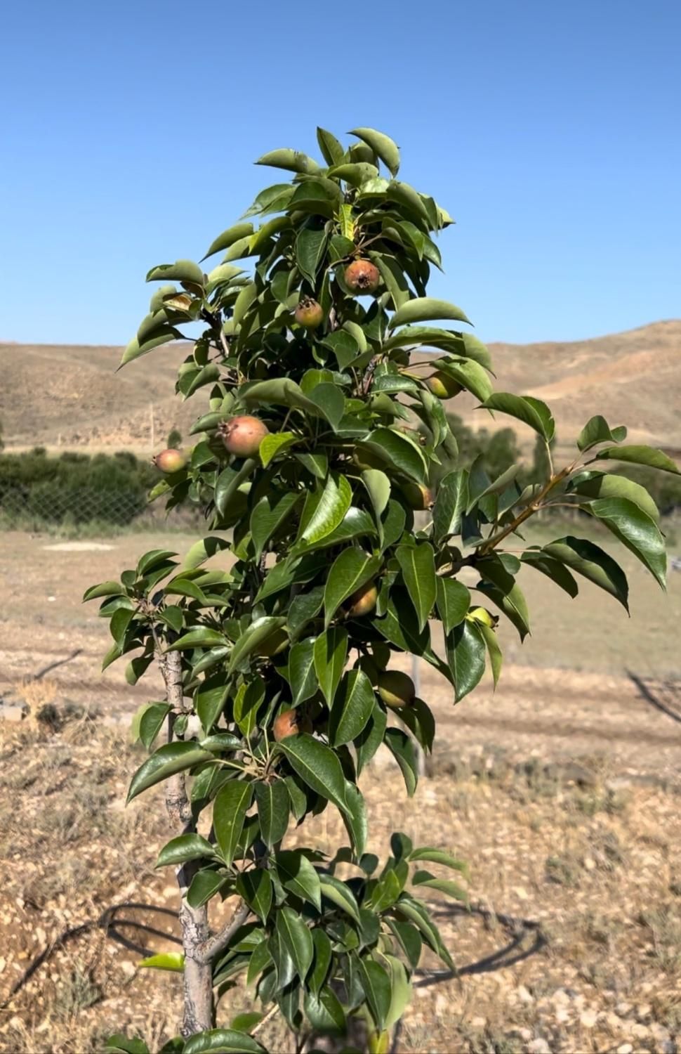 باغچه ۷۷۰ متری روستای طارس فیروزکوه|فروش زمین و ملک کلنگی|تهران, فردوسی|دیوار