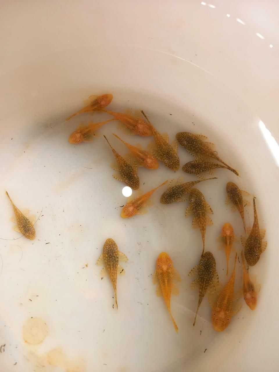 لجنخوار آکواریومی(کت بوته ای)،حلزون کیلر|ماهی|تویسرکان, |دیوار